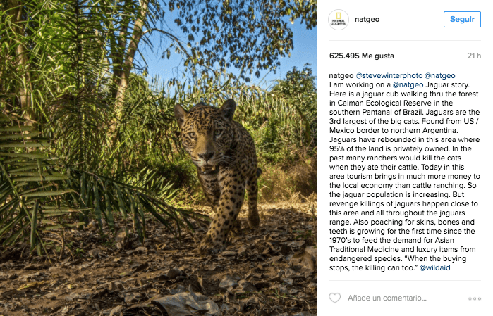 Screenshot de foto en el instagram de natgeo. La foto muestra un jaguar en estado salvaje.